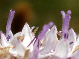 Corymbium villosum hairy styles